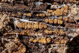 Xylobolus frustulatus image