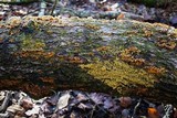 Physarum polycephalum image