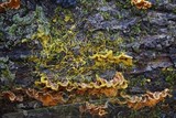 Physarum polycephalum image