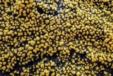 Physarum polycephalum image