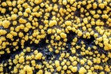 Physarum polycephalum image