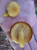 Tricholomopsis sulphureoides image