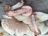 Leucoagaricus americanus image