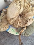 Leucoagaricus americanus image