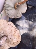 Leucoagaricus americanus image