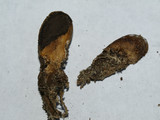 Scleroderma areolatum image