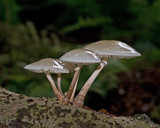 Oudemansiella mucida image