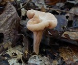 Clavariadelphus americanus image