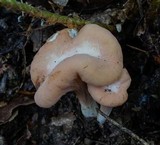 Clavariadelphus americanus image