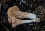 Clavariadelphus americanus image