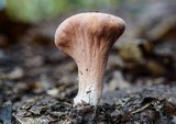 Clavariadelphus americanus image