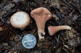 Clavariadelphus americanus image