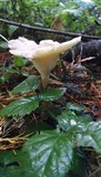 Ampulloclitocybe clavipes image