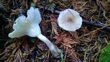 Ampulloclitocybe clavipes image
