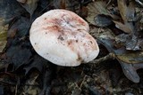 Hygrophorus russula image