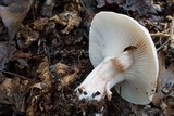 Hygrophorus russula image