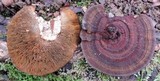 Daedaleopsis tricolor image