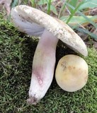 Russula violeipes image