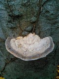 Trametes gibbosa image