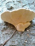 Trametes gibbosa image