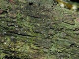 Dimerella pineti image