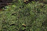 Dimerella pineti image