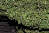 Dimerella pineti image