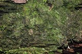 Dimerella pineti image