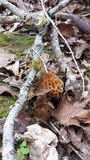 Morchella americana image