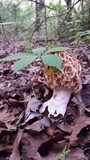 Morchella americana image