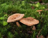 Lactarius quietus image