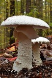 Amanita polypyramis image