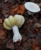 Amanita polypyramis image