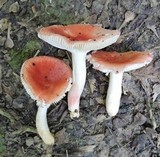 Russula nitida image