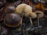 Macrocystidia cucumis image