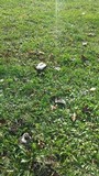 Agaricus bitorquis image