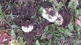 Agaricus bitorquis image