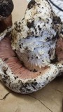 Agaricus bitorquis image