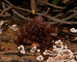 Phaeotremella foliacea image