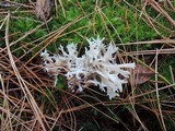 Clavulina coralloides image