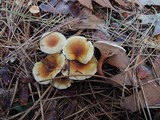 Hygrophoropsis aurantiaca image