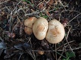 Tricholoma vaccinum image