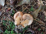 Tricholoma vaccinum image