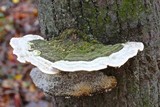 Trametes gibbosa image