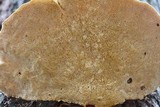 Trametes gibbosa image