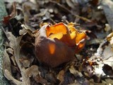 Otidea bufonia image