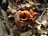 Otidea bufonia image