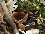 Otidea bufonia image