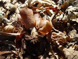 Otidea bufonia image
