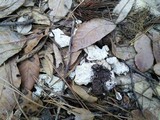 Fuligo septica image